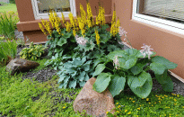 A shady corner can be very attractive with the right plants. Add some Ligularia, Hostas and Creeping Jenny to the bed.